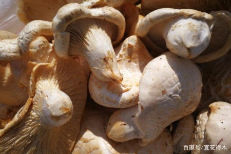 蘑菇小常识（中）10种味道鲜美的蘑菇，哪一种是菌中之王？插图56